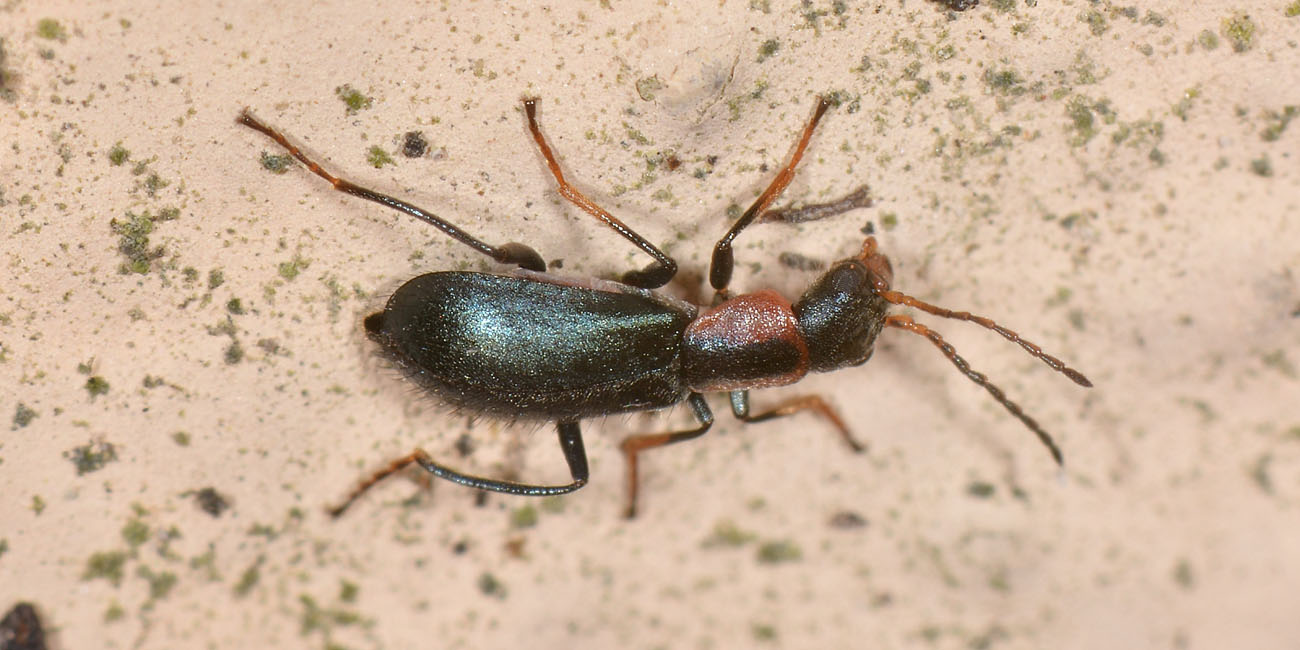 Malachiidae: Cyrtosus ovalis femmina?  S !